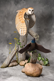Barn Owl and Common Grackle