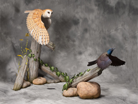 Barn Owl and Common Grackle