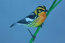 Blackburnian Warbler