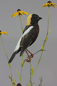 Bobolink