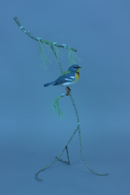 Northern Parula Warbler