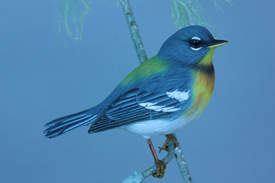 Northern Parula Warbler