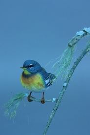 Northern Parula Warbler