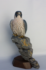 Peregrine Falcon