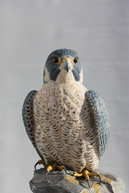 Peregrine Falcon