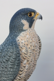 Peregrine Falcon