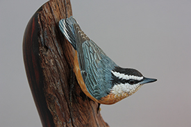 Red Breasted Nuthatch