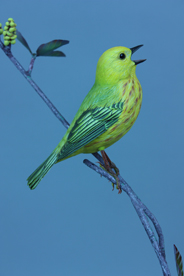 Yellow Warbler