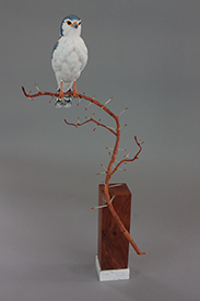 African Pygmy Falcon