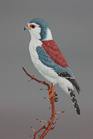 African Pygmy Falcon