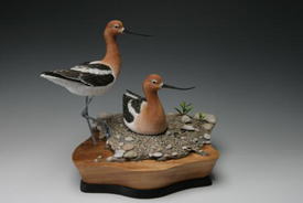 American Avocets