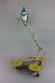 Belted Kingfisher