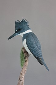 Belted Kingfisher