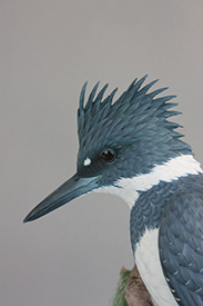 Belted Kingfisher