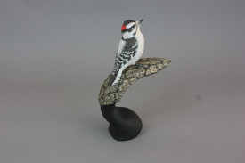 Downey Woodpecker