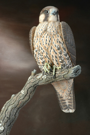 Immature Peregrine Falcon