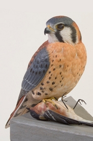 Kestrel