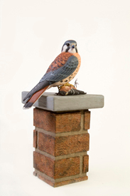 Kestrel