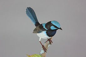 Superb Fairywren