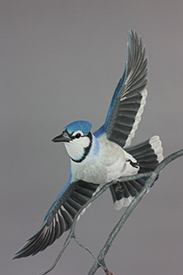 Blue Jay