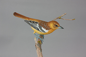 Northern Orioles