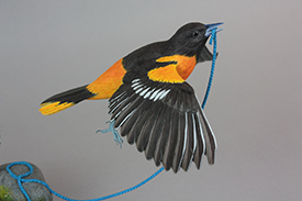 Northern Orioles