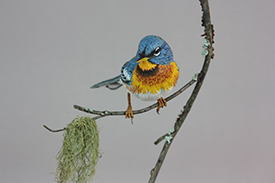 Northern Parula