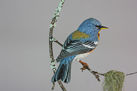 Northern Parula