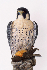 Peregrine Falcon