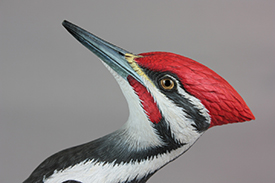 Pileated Woodpecker