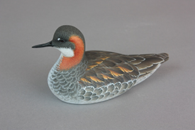 Red-Necked Phalarope