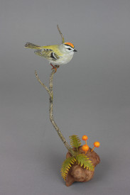 Ruby Crowned Kinglet