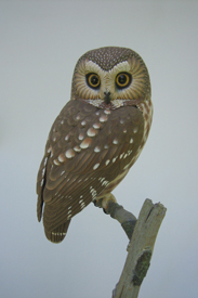 Saw-Whet Owl