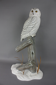 Snowy Owl