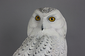 Snowy Owl