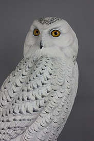 Snowy Owl