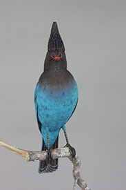 Stellar's Jay