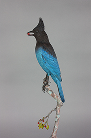 Stellar's Jay