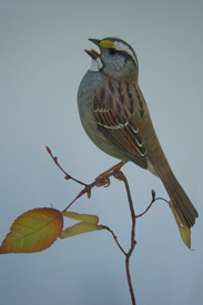 White-Throated Sparrow