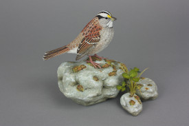 White Throated Sparrow