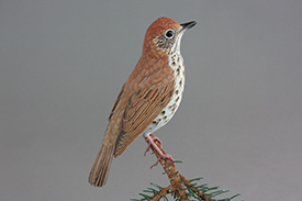 Wood Thrush