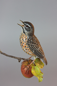 Amercian Robin and Young