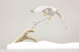 Gyrfalcon and Ptarmigan