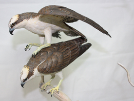 Mating Ospreys