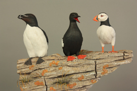 Razorbill, Black Guillemot and Atlantic Puffin