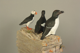 Razorbill, Black Guillemot and Atlantic Puffin