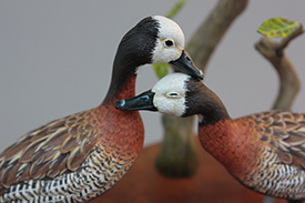 White Faced Whistling Ducks