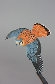 American Kestrel