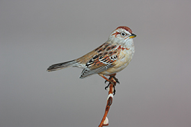 American Tree Sparrow