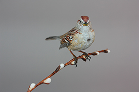 American Tree Sparrow